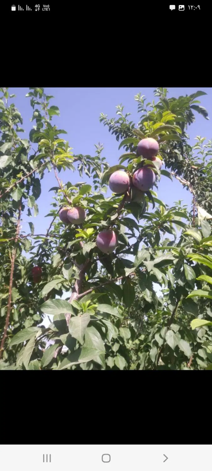 زمین ۱۰۰۰ متری عظیم آباد