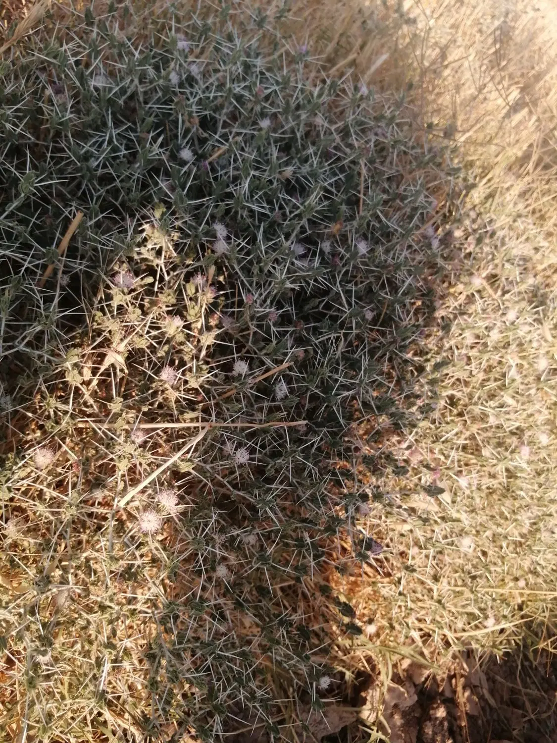 زمین روستای دریس