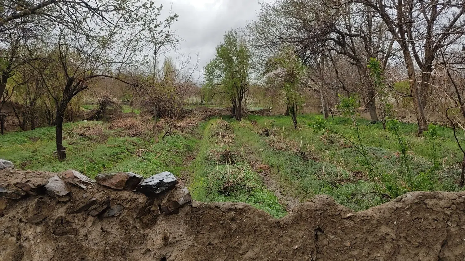 تاکستان 835 متری مناسب برای ساخت