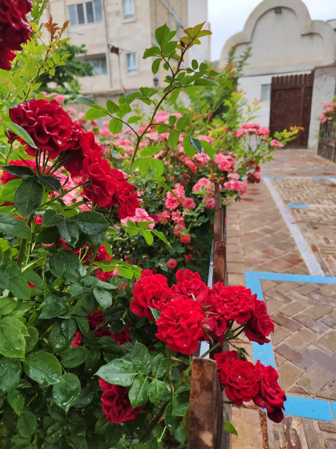 فروش زمین باغی دو کله در منطقه مرق