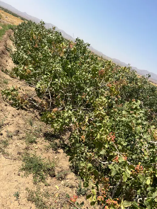 باغ پسته هرات
