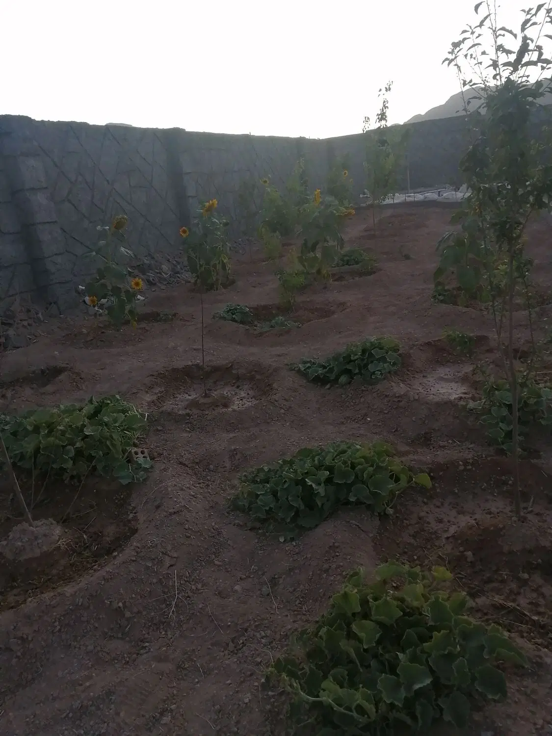 زمین باغی جوزدان