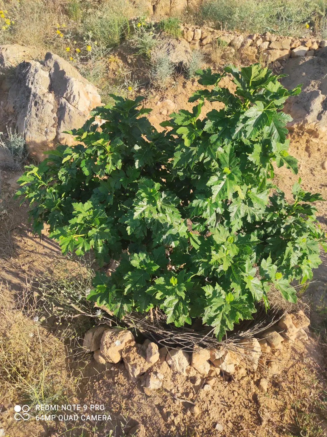 فروش ملک انجیر