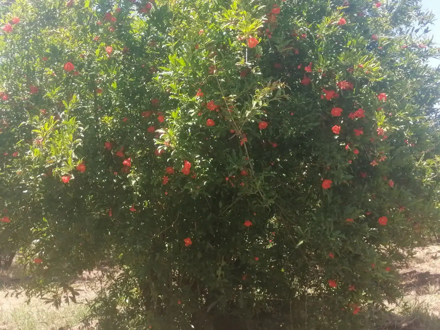 زمین باغی با اب