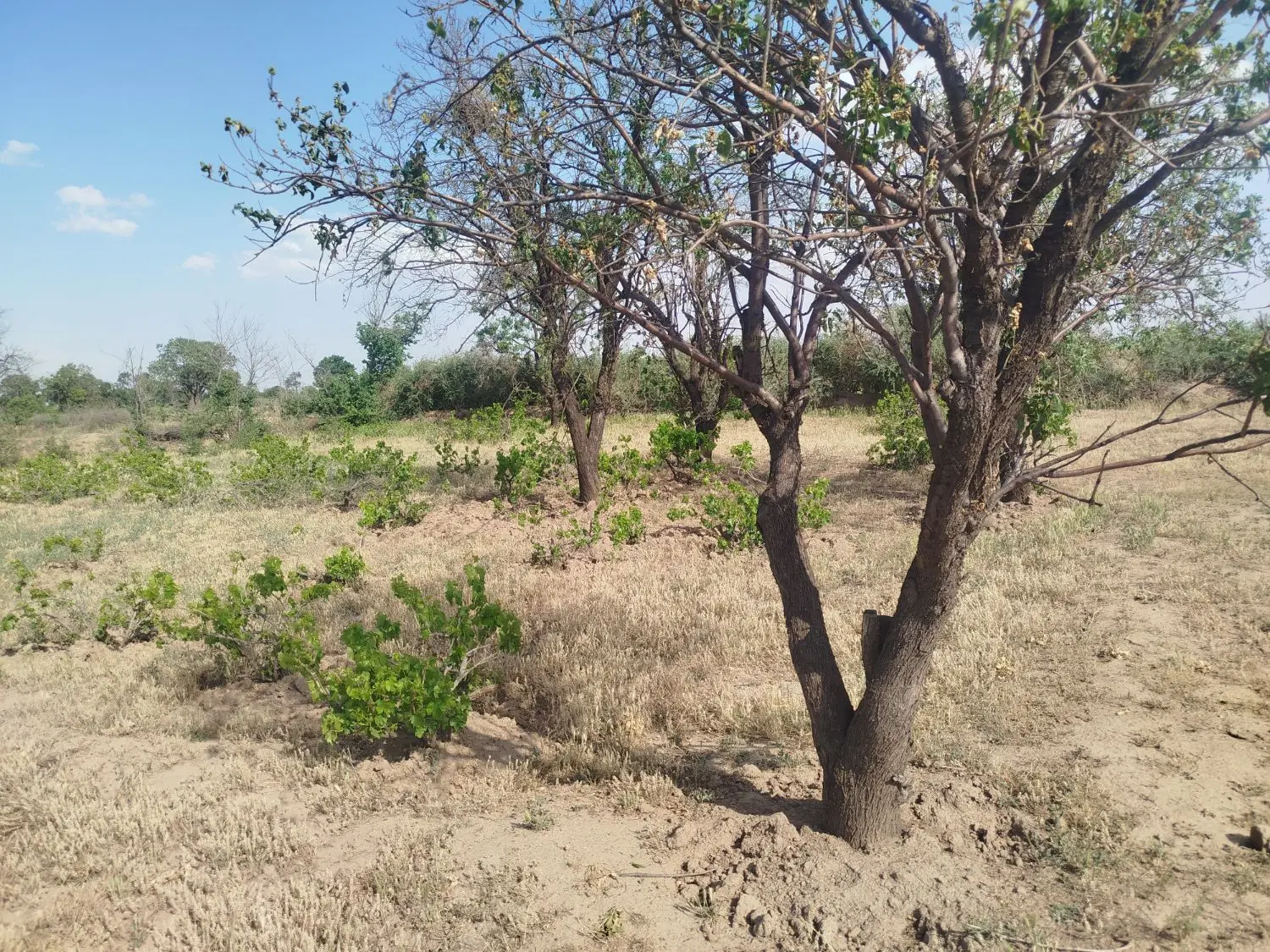 زمین باغ انگور