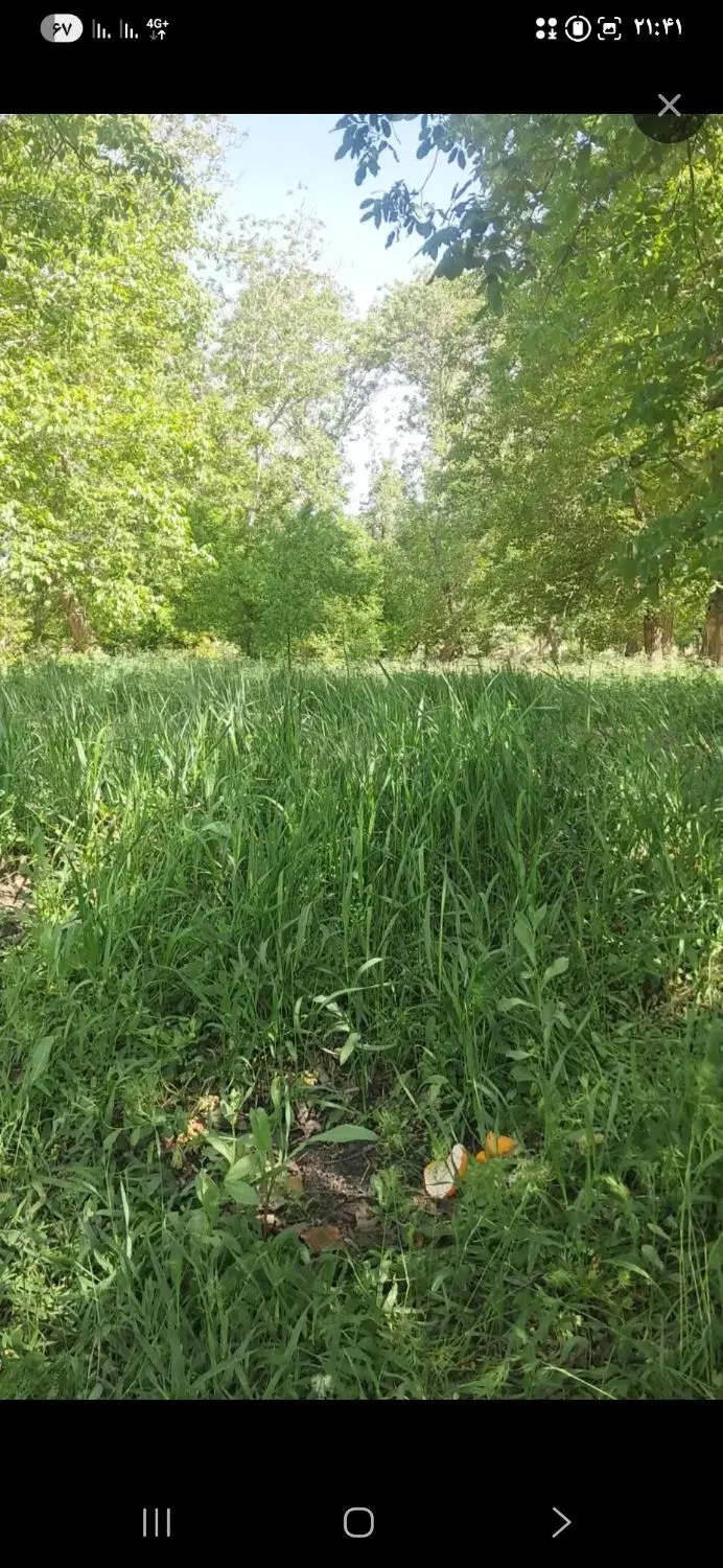 باغ درختان  متنوع