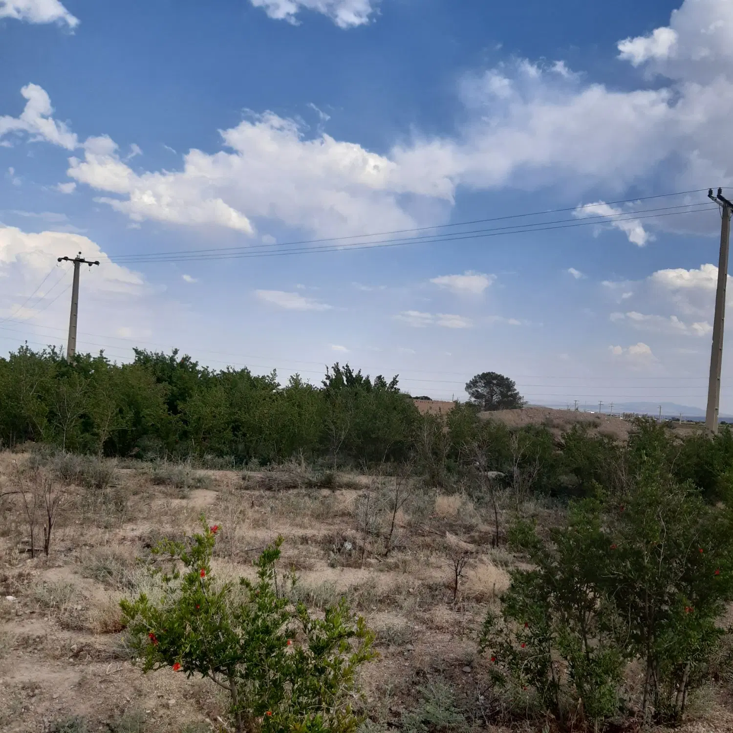 باغ سند تکبرگ با ۱۲۰ متر بر اسفالت