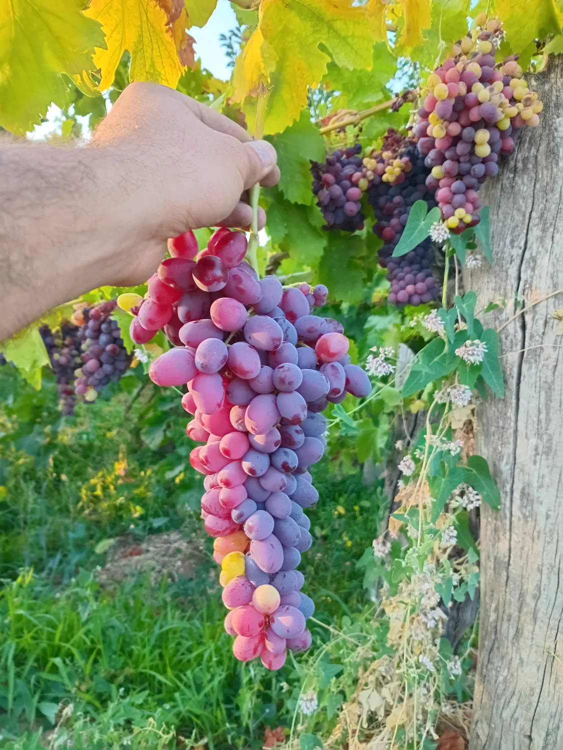 باغ
