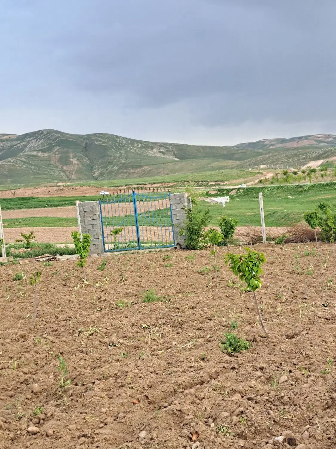 فروش باغ گیلاس 2000 متری در روستای مهنان
