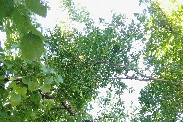 زمین کشاورزی