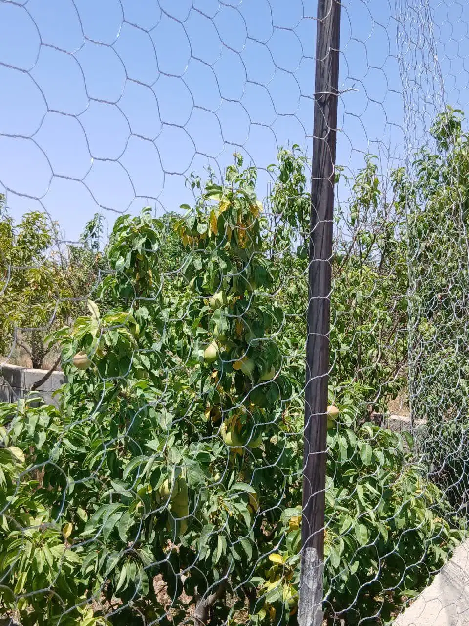 باغچه به متراژ 300 متر