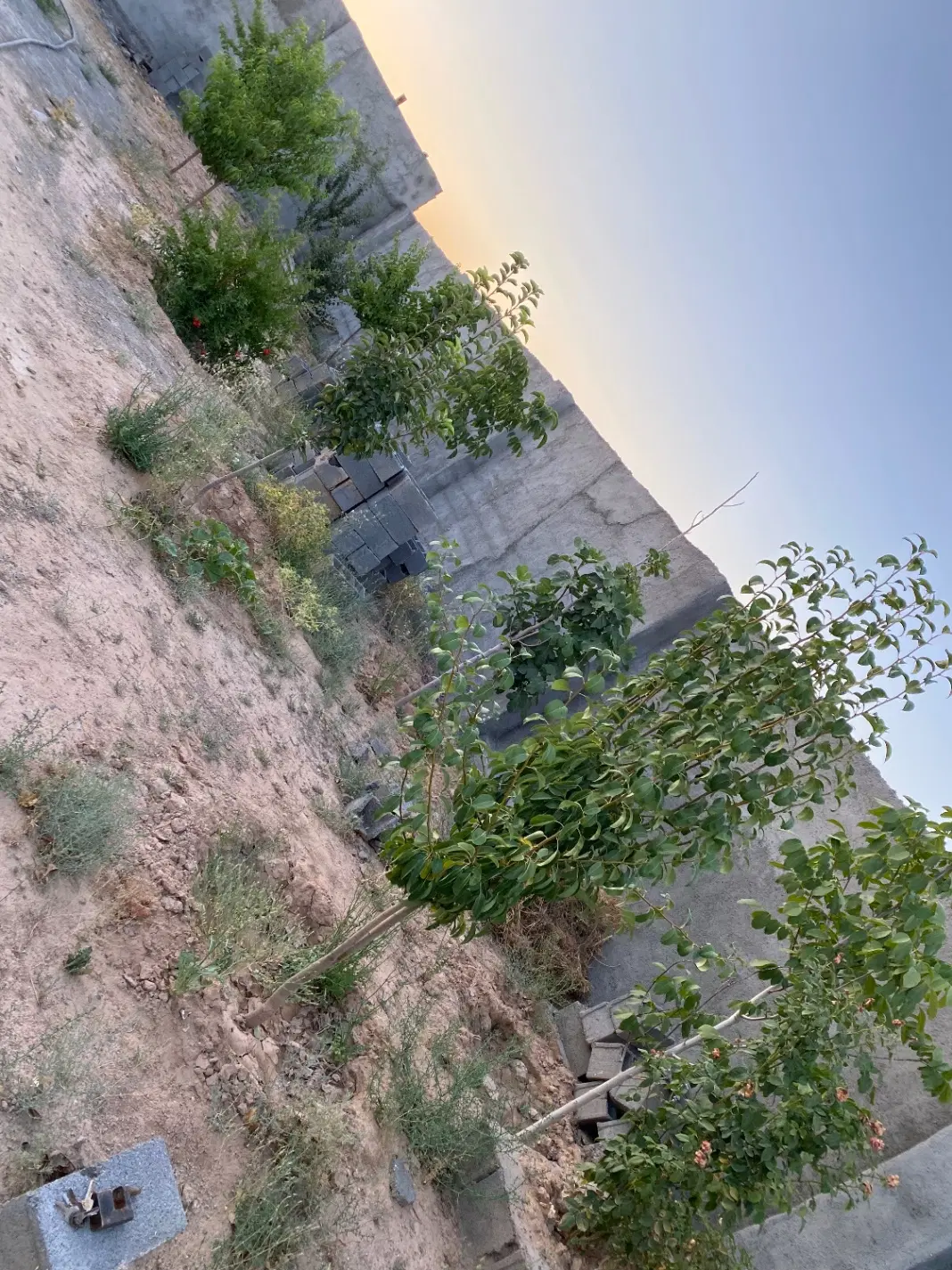 باغ