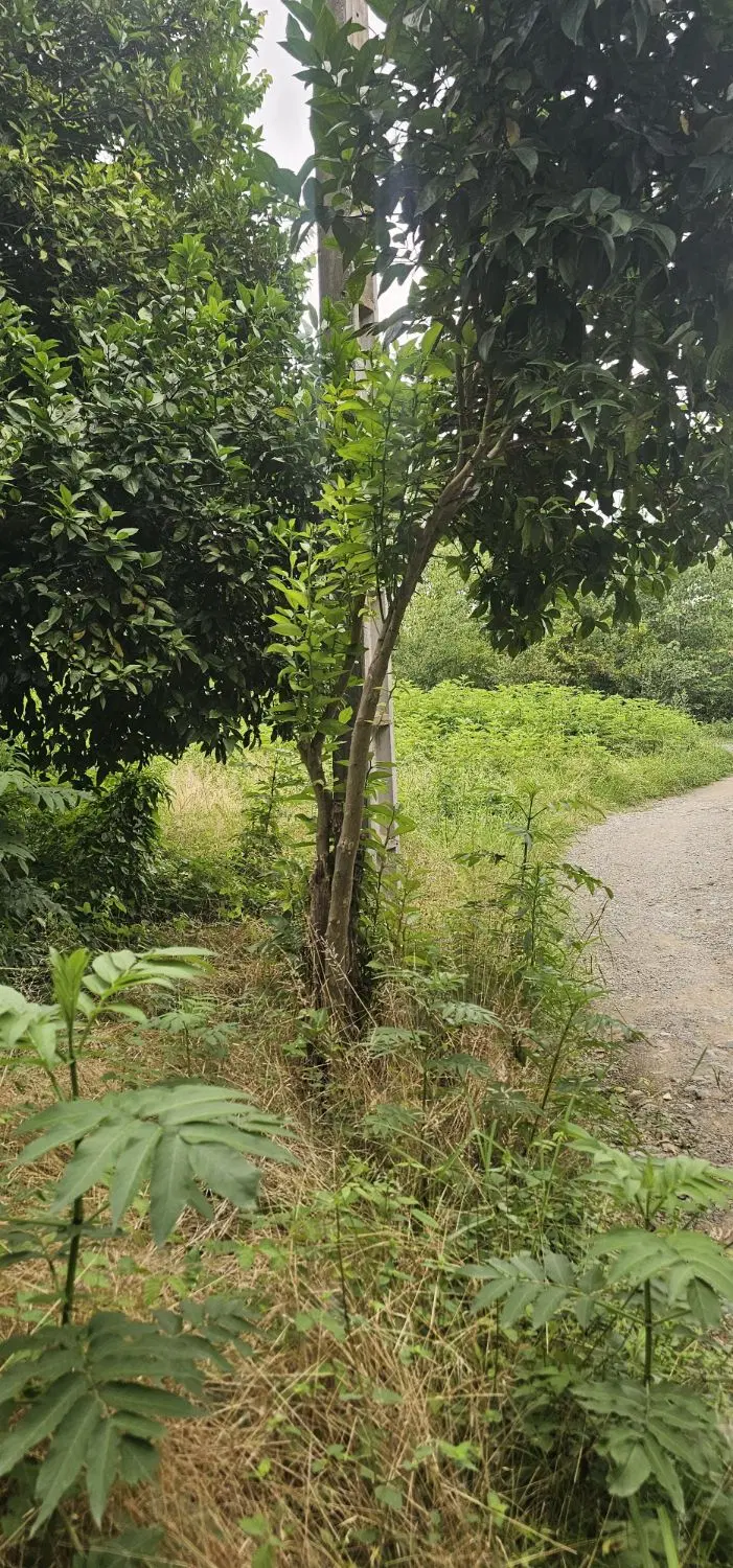 ۴۷۵متری مسکونی لیالمان