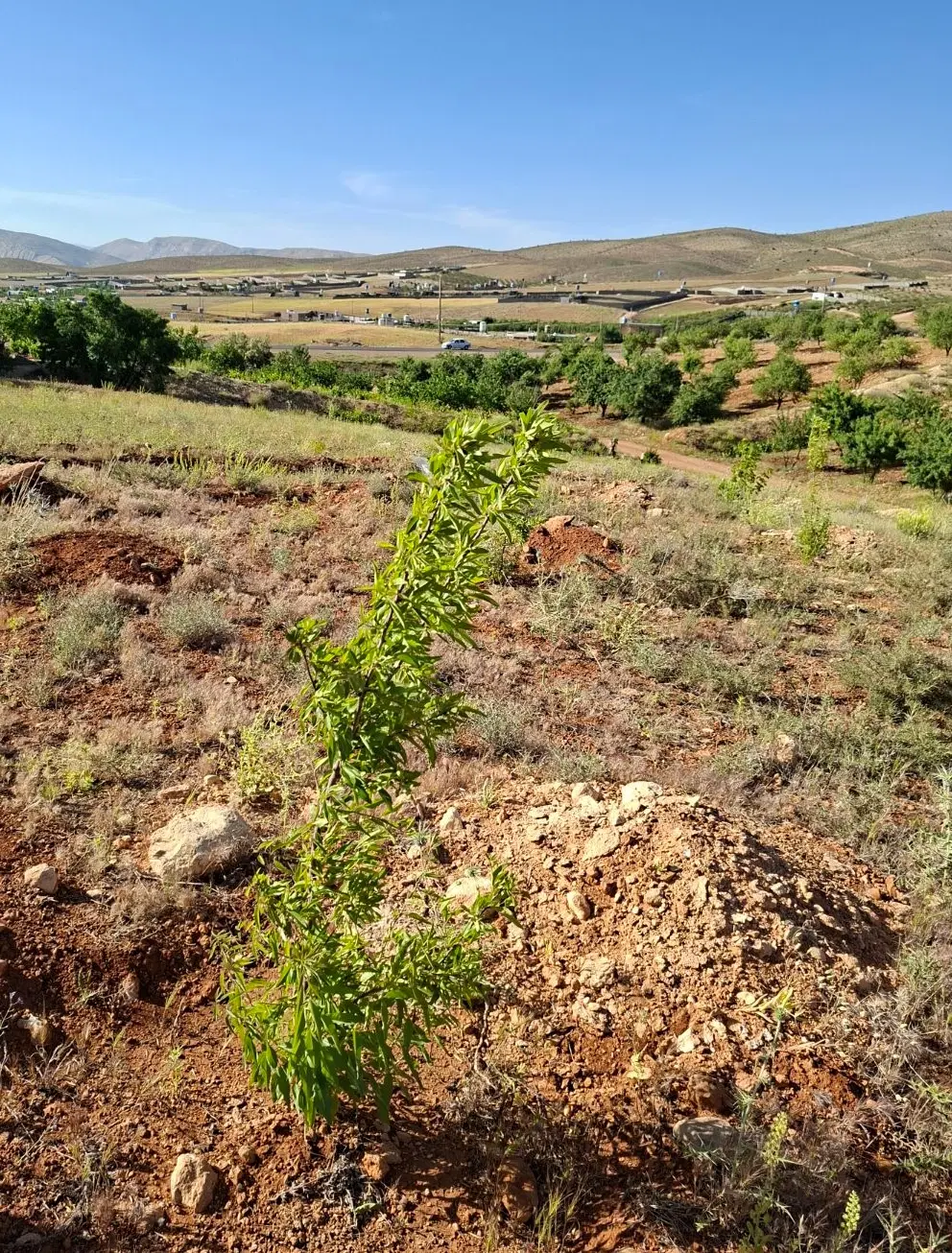 فروش زمین باغی