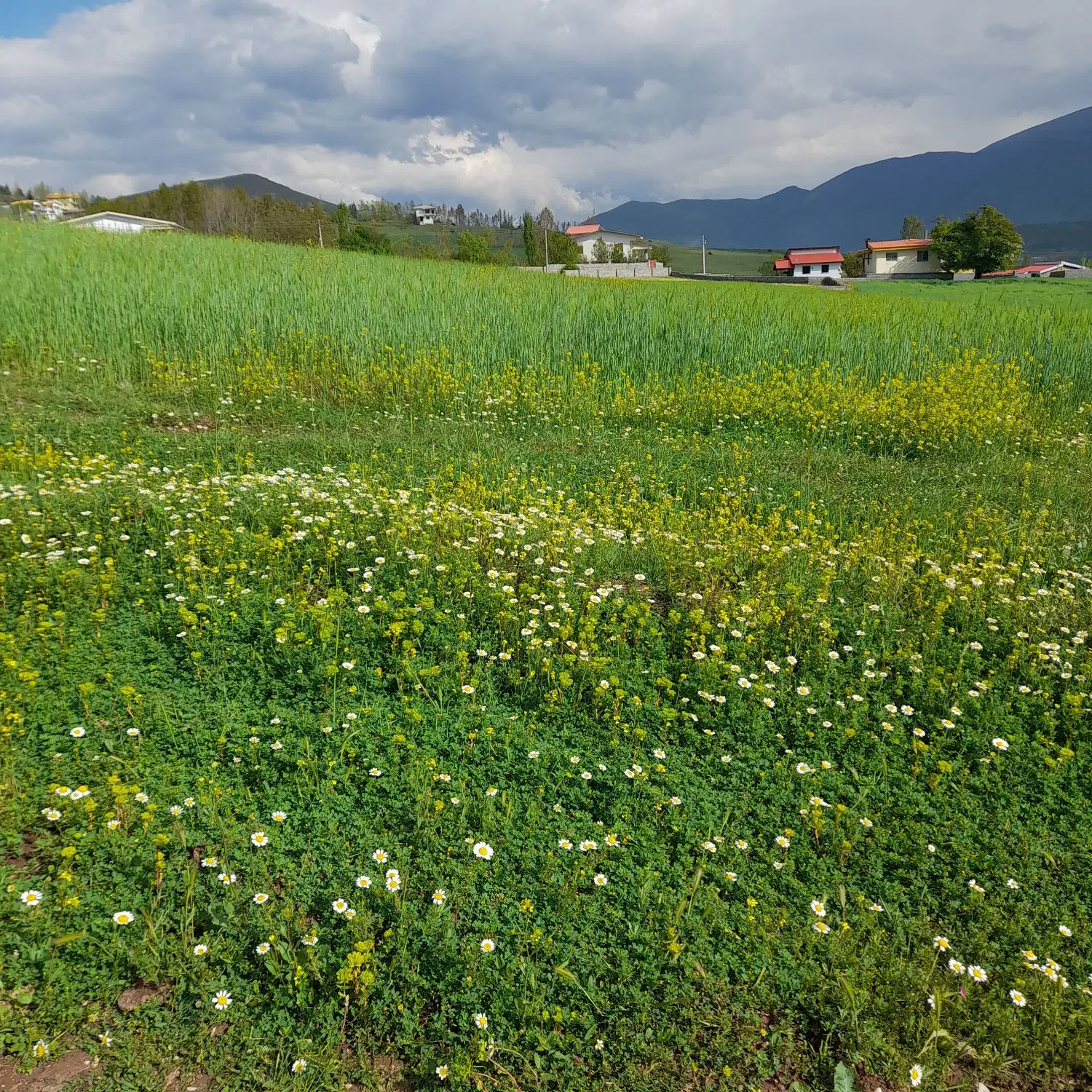 زمین