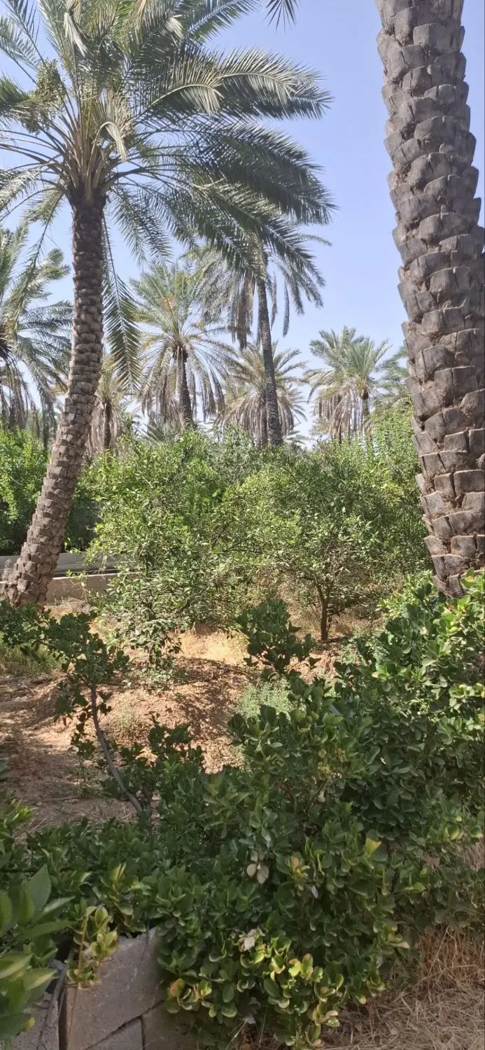 آگهی فروش باغ