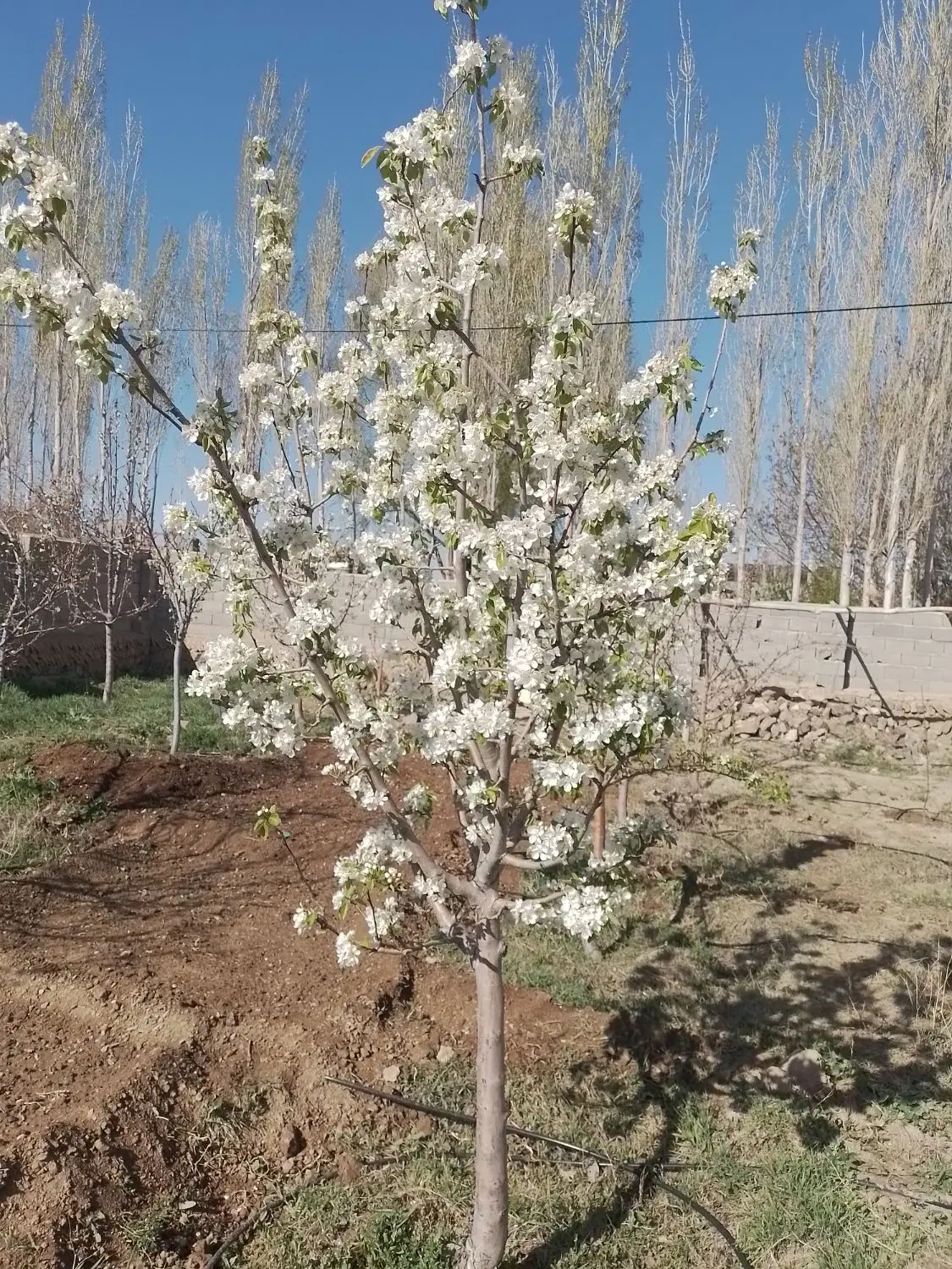 زمین مسکونی فولادمحله