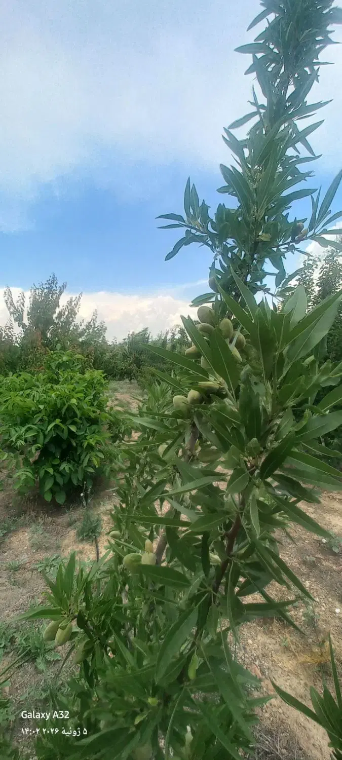 باغ