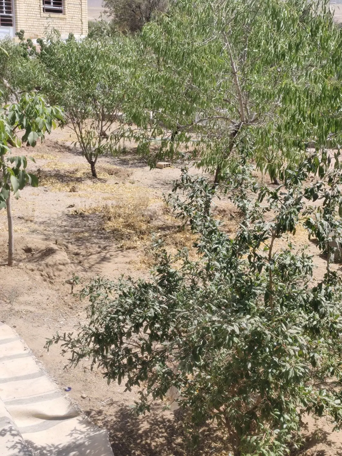 ۲۲۰متر زمین مسکونی تنگ چنار