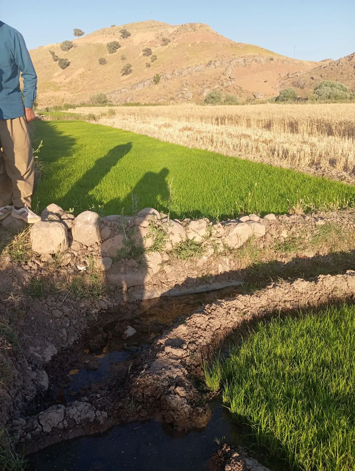 زمین فروشی شباب