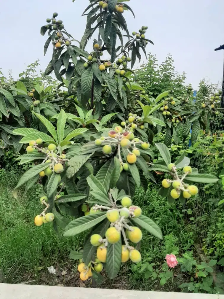 خانه باغ ۴۰۰متری شموشک