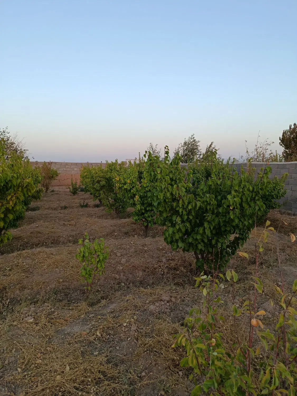 باغ دیزج .نزدیک روستا .خیابان دشت