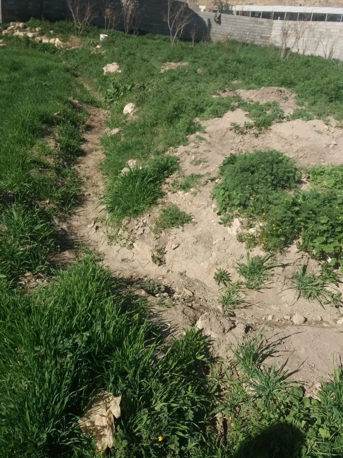 زمین باغچه وکشاورزی روستای بردج۴۰۰متر سهمیه آب