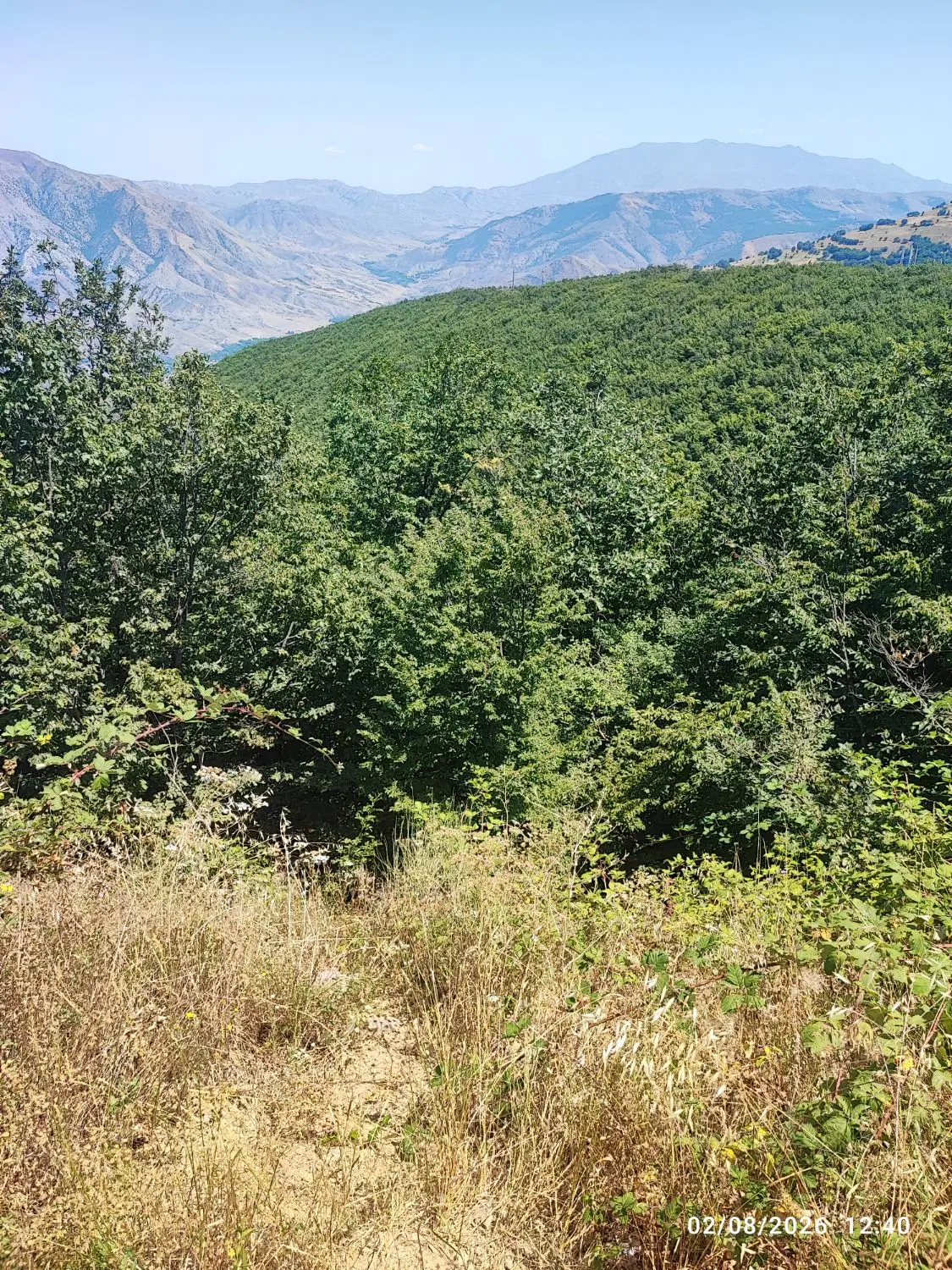 خونه یا باغ