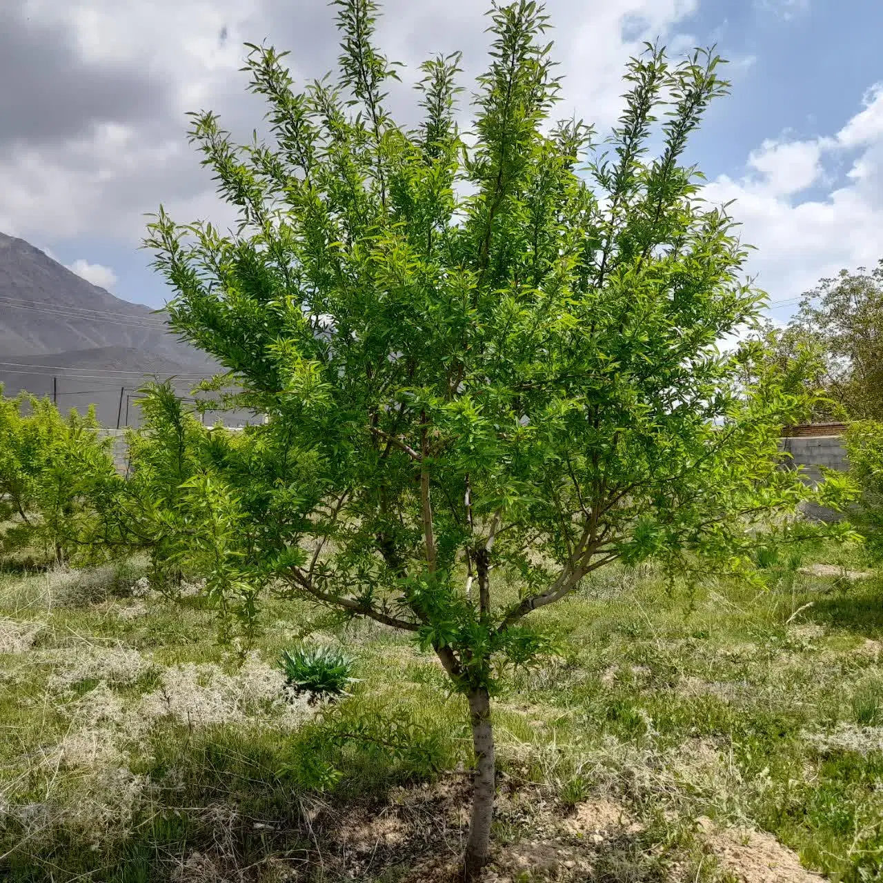 فروش خانه باغ اطراف فرخشهر
