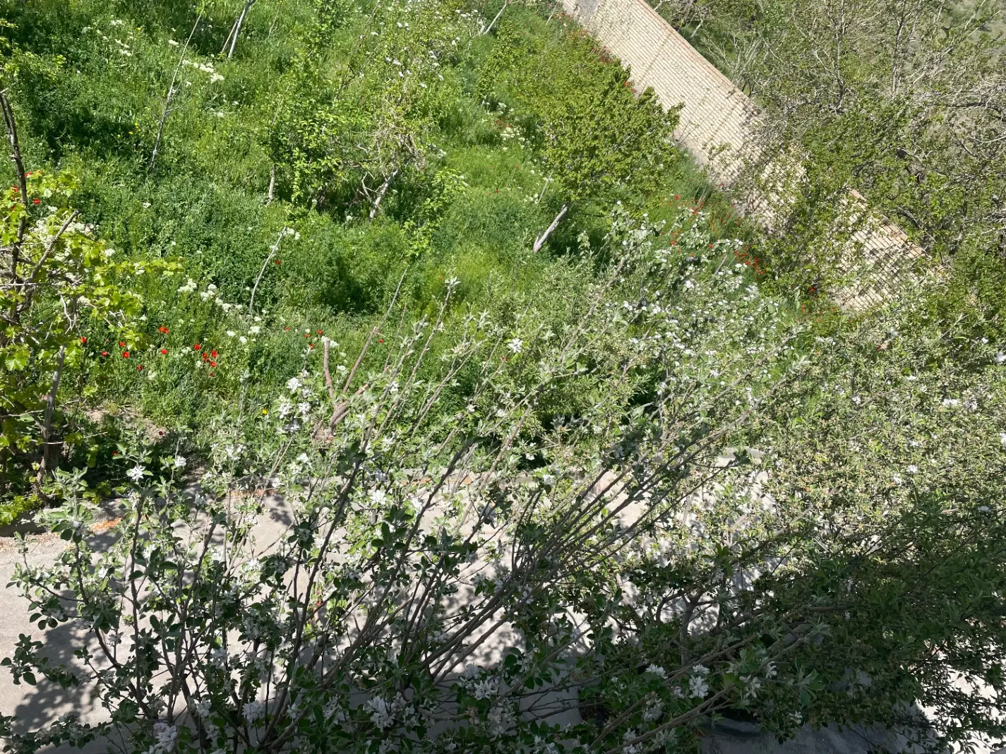 باغ گلمکان