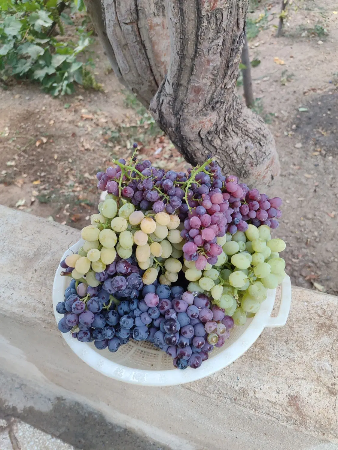 باغ مرزیجران میوه انگور پیوندی