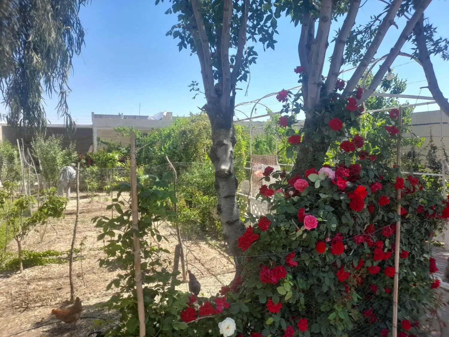 باغ ویلا استخر دار رو باز چهار دیواری باغچه