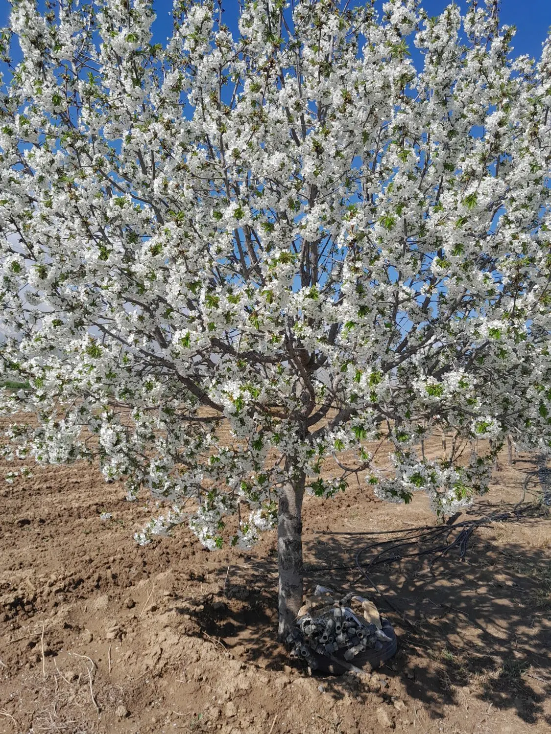 زمین باغی