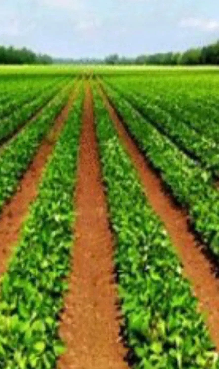 فروش زمین با کاربری کشاورزی