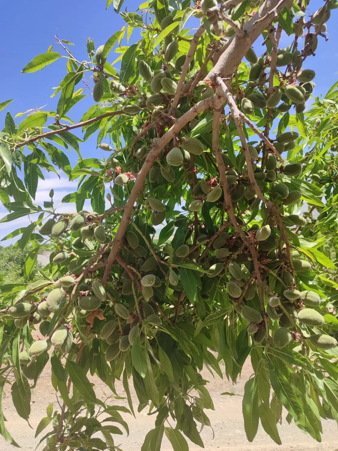 باغ بادام 7000 هزارمتری فدک(سند تک برگ) مارکده