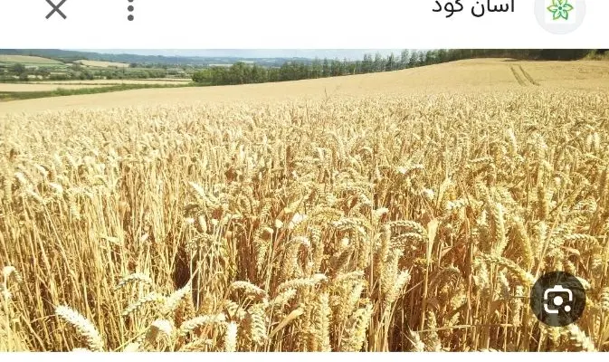 ده هکتار زمین اجاره.ورودی چمگلک