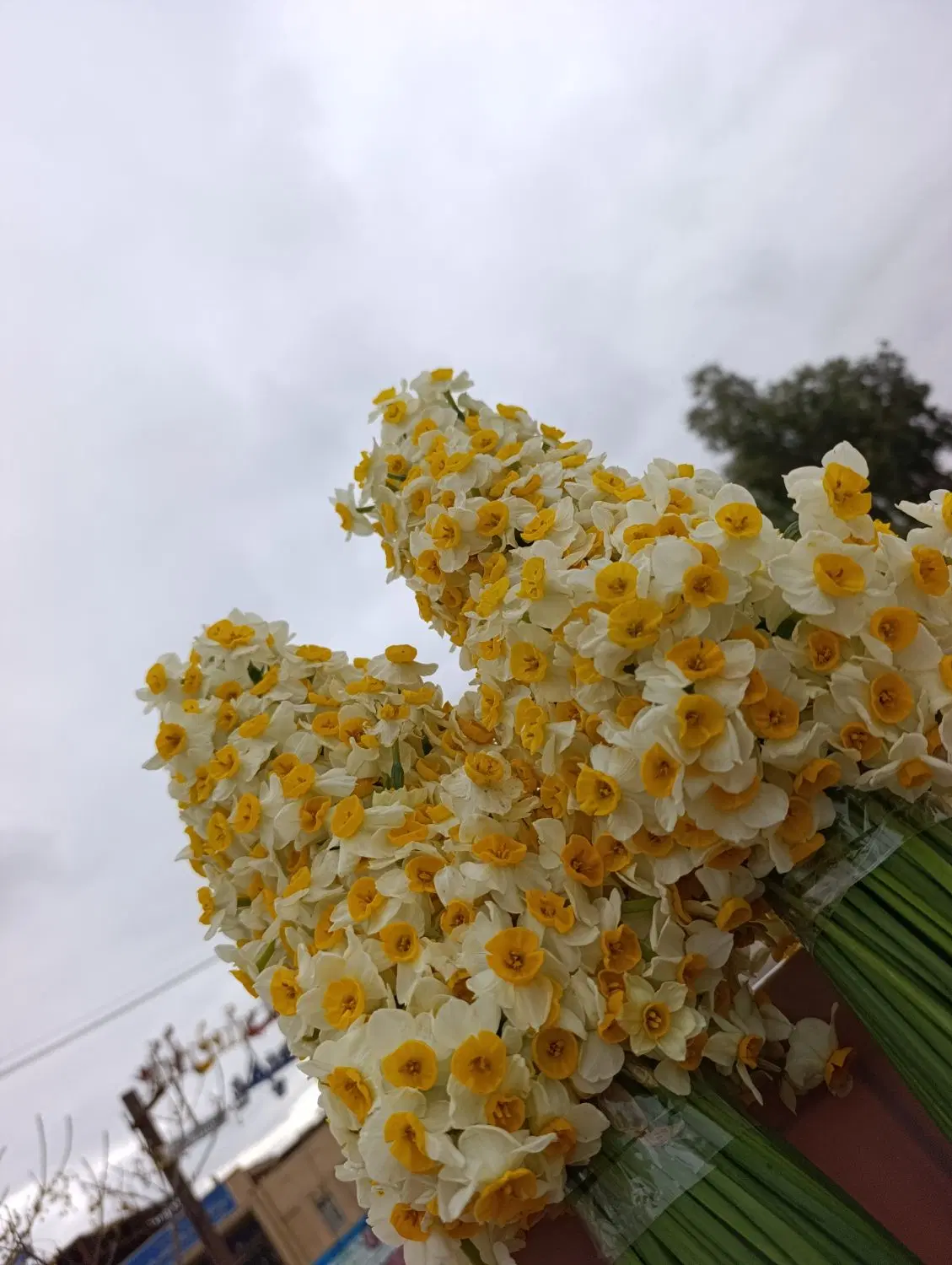 مغازه خیابون توکلی1داخل کوچه کنارمنجمد ابراهیمی
