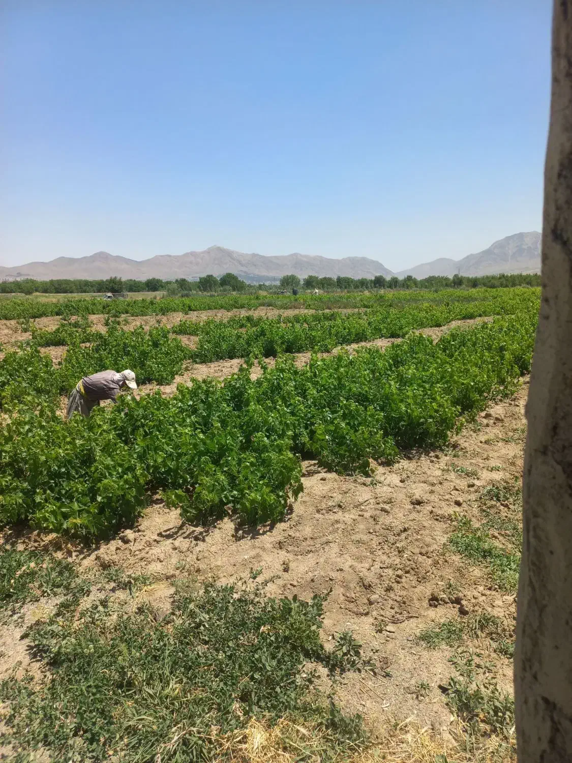 فروش ۶۰۰۰متر باغ انگوری ثمرده