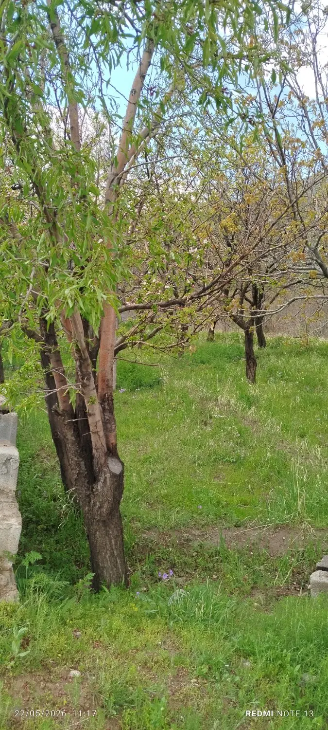 باغ ۸۰۰ متری در کندوان