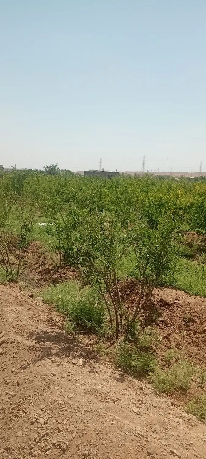 فروش باغ سه هزار متری به ابعاد ۶۰در۵۰در نورعلبیک
