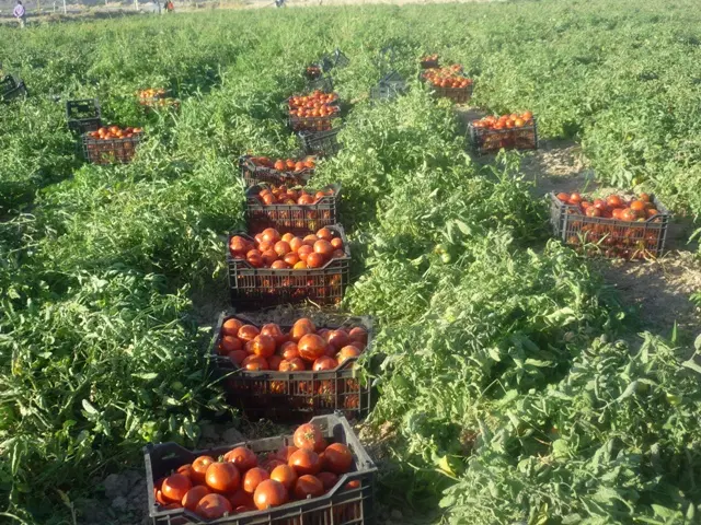 اجاره زمین کشاورزی برازجان