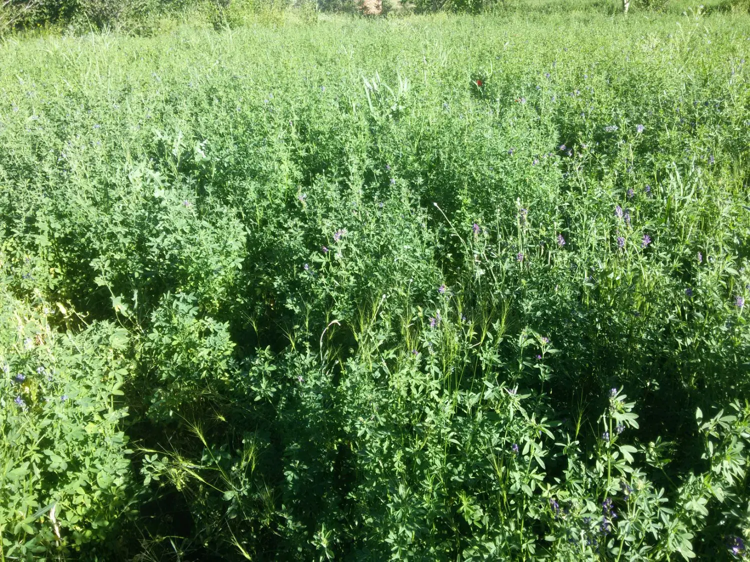 فروش زمین در وهنان