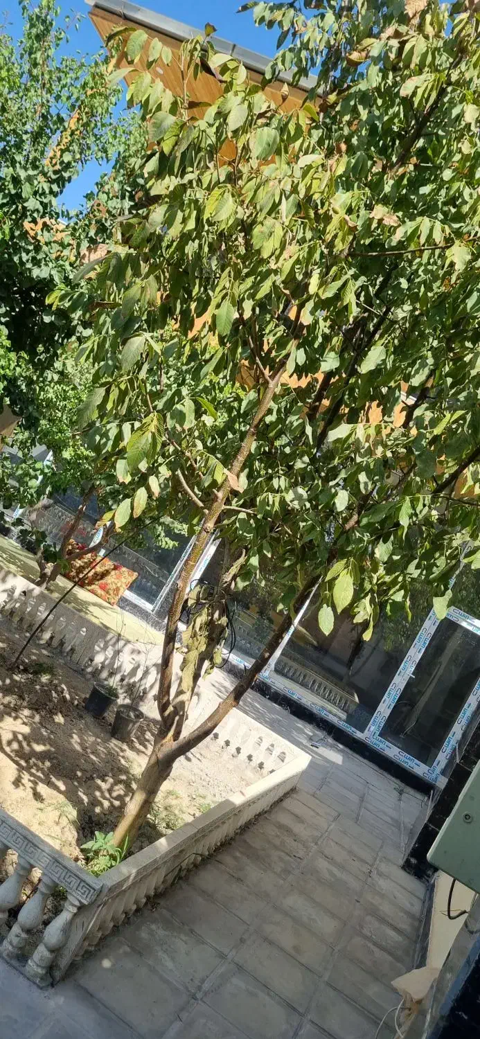 باغچه فروشی ۳۰۰ متر