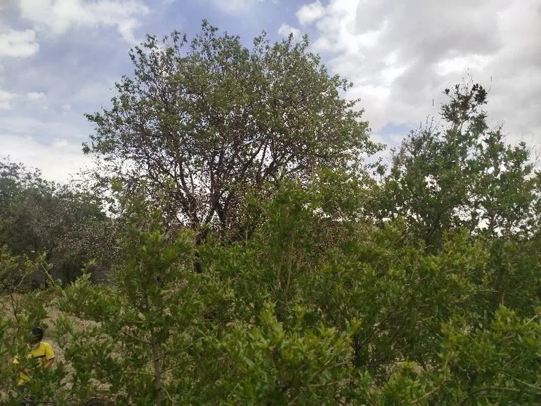 باغ آب و برق داره روستای زیبای نیوشت