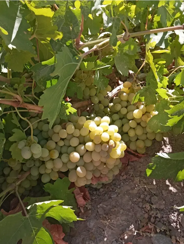 باغ انگور دیم ۳۵۰۰متر در دلبران باخانه باغ و استخر