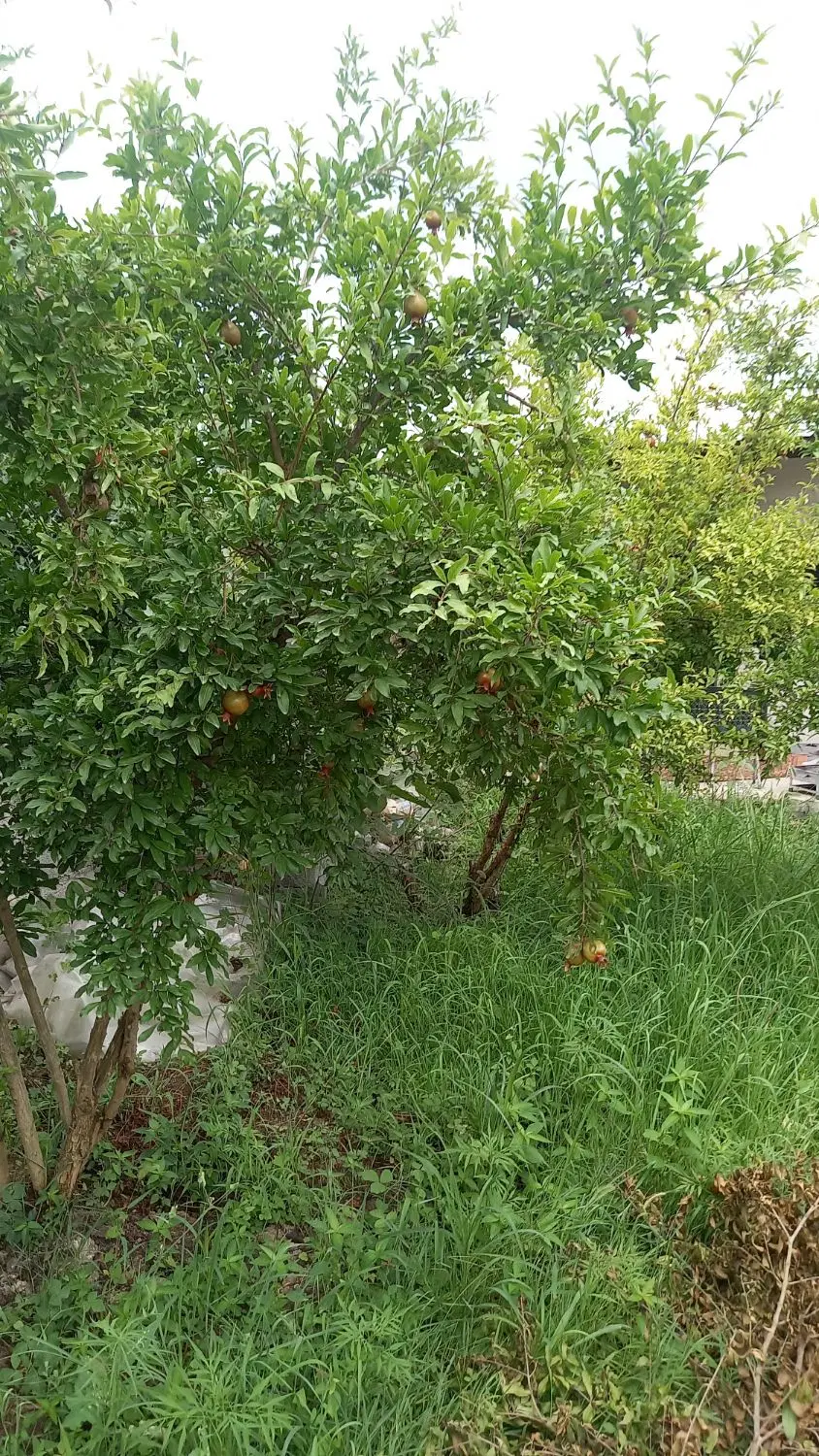 فروش ۷۰۰ باغ بادرخت انار
