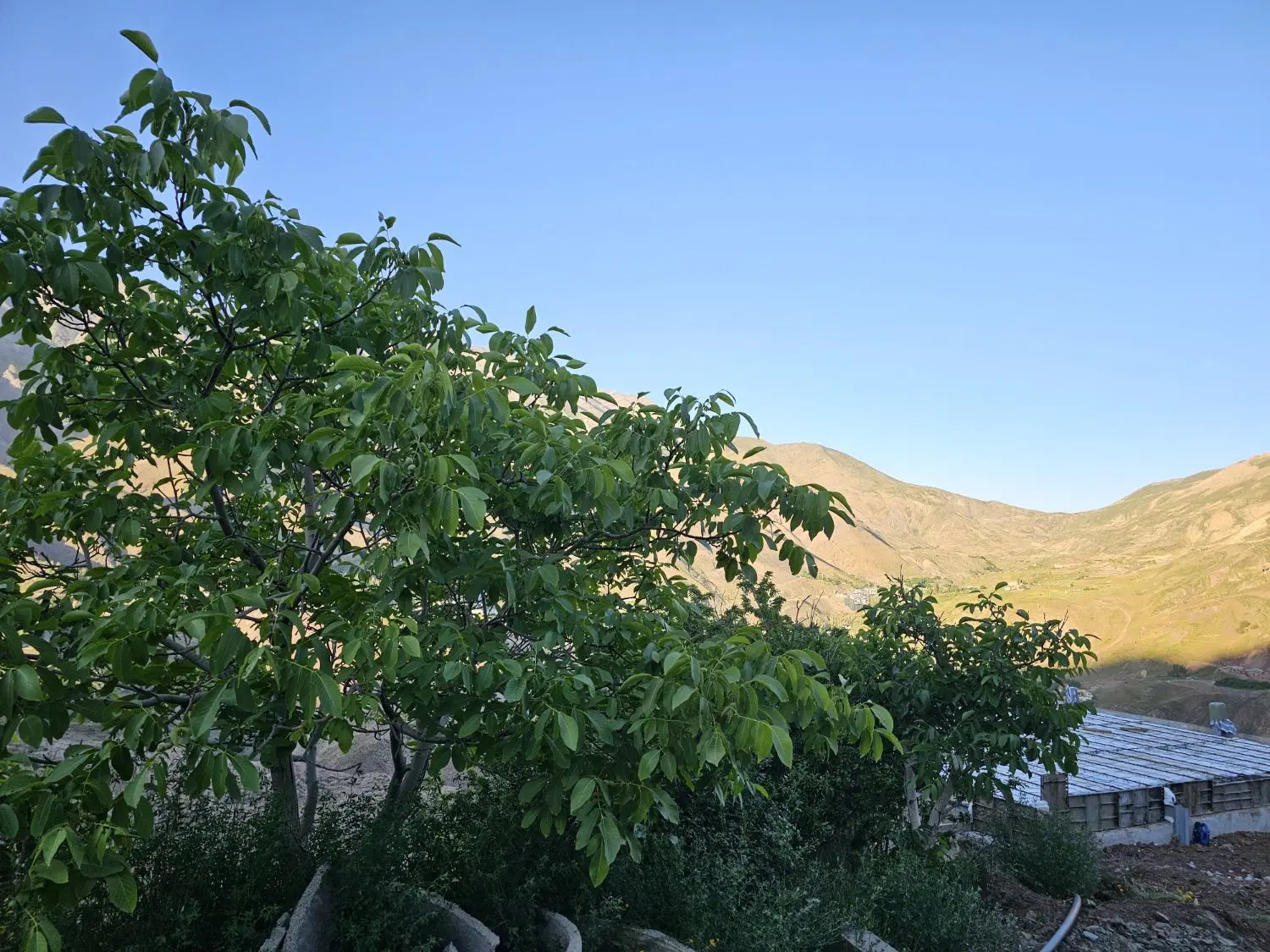 باغ شمشک۹۰۰ متر