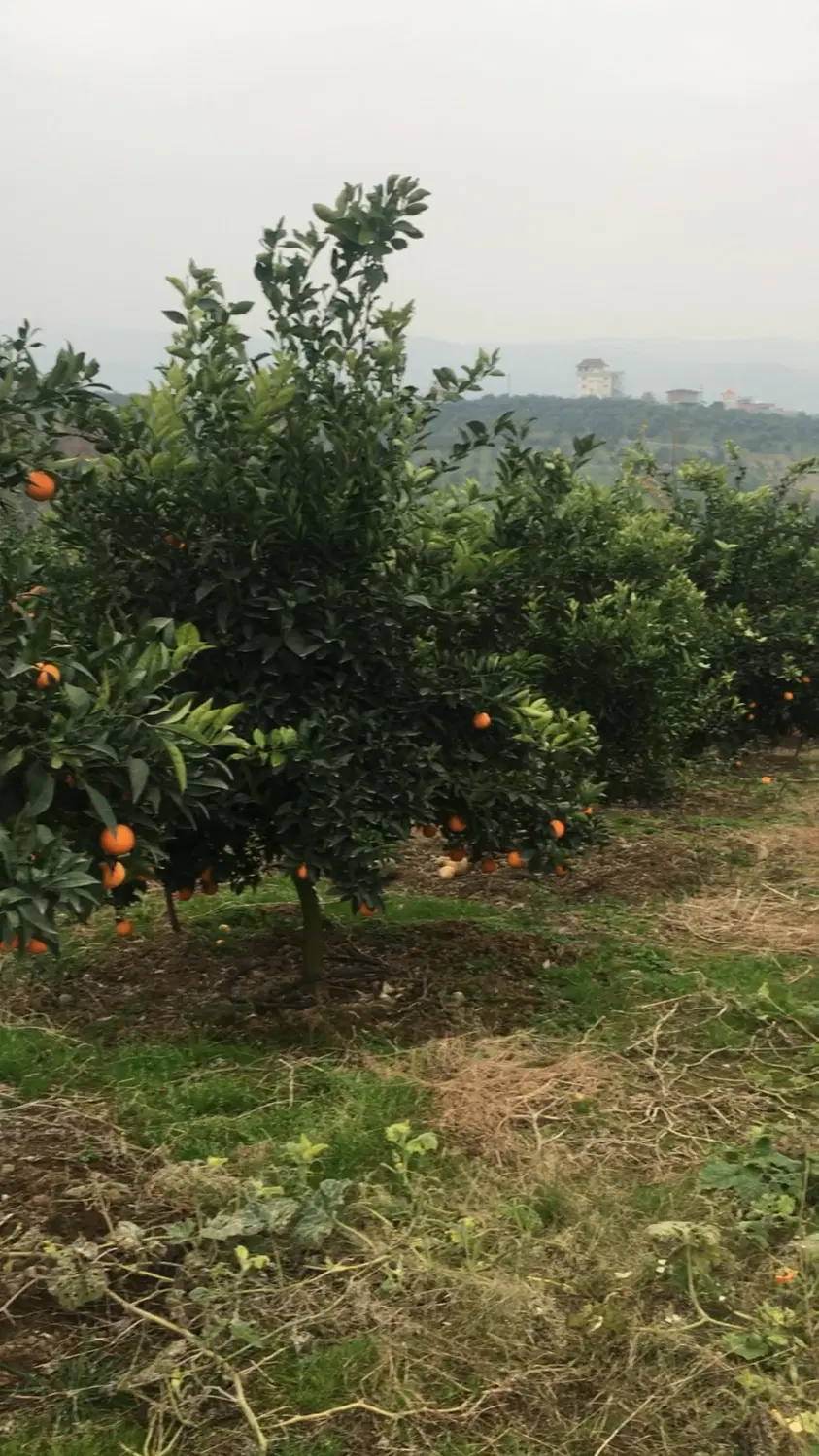 ویلا باغ زمین مازندران قائمشهر