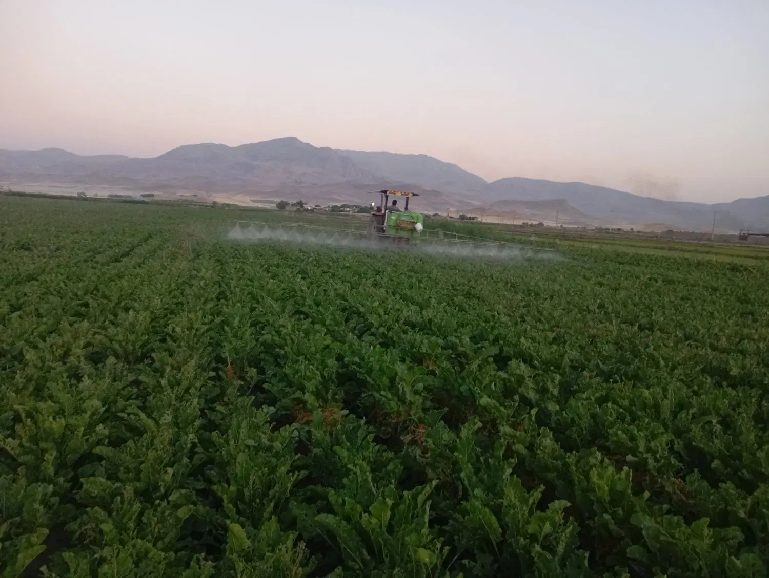 یک هکتار زمین کشاورزی چمچمال
