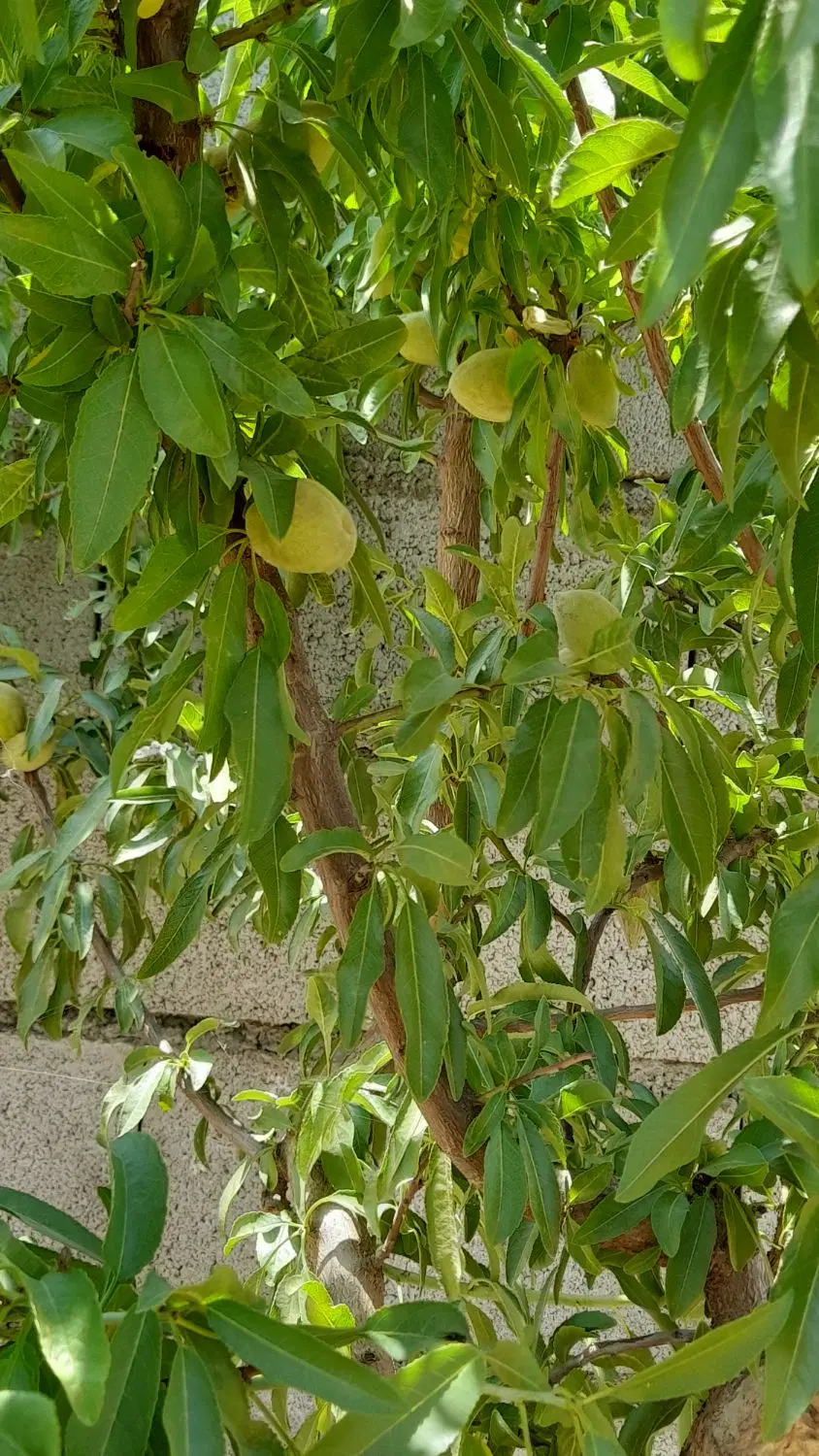 باغچه در مجلسی
